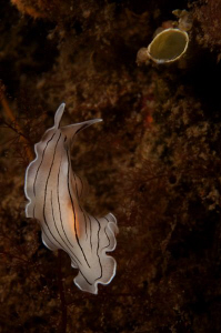 A Flatworm (unknown species) by Paul Colley 